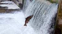 Marine Life Behavior