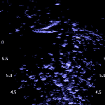 Two salmon spawning