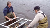 Fish Surveys / Enumeration